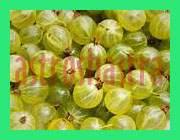 amla