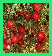 anar