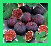 anjeer
