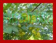 arjun