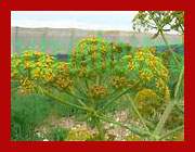 asafoetida