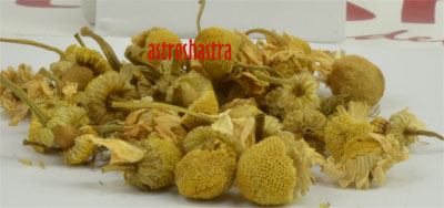 chamomila
