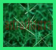 durba