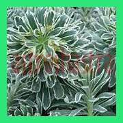 euphorbiaceae