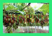grapes