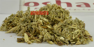 mugwort