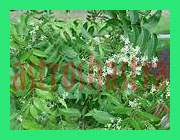 neem
