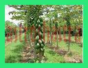 papaya
