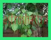 peepal