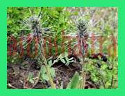 picrorhiza