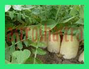 radish