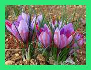 saffron