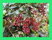 sarsaparilla