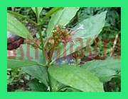 serpentina