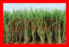 sugarcane