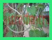 tinospora