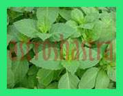 tulsi