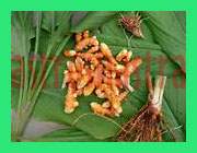 turmeric