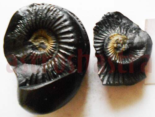 Lakshmi Narayan Shaligram