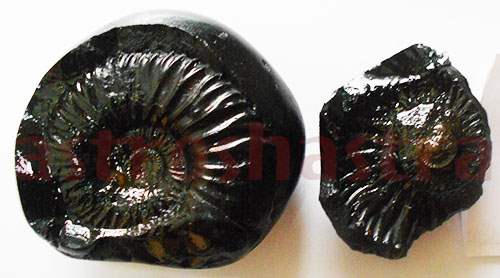 Lakshmi Narayan Shaligram