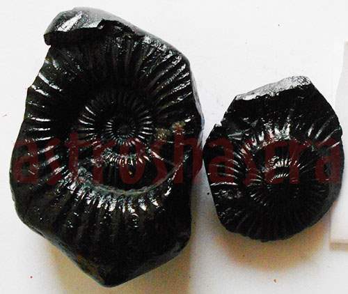 Lakshmi Narayan Shaligram