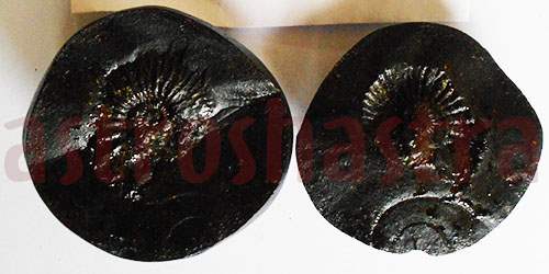 Lakshmi Narayan Shaligram
