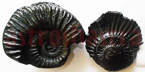 Lakshmi Narayan Shaligram