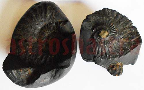 Lakshmi Narayan Purushottam Shaligram