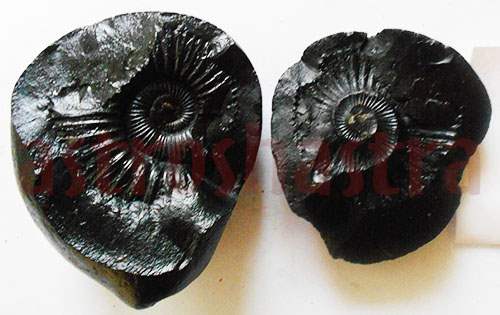 Divya Lakshmi Narayan Shaligram