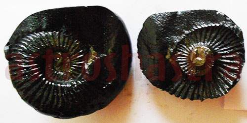 Lakshmi Narayan Shaligram