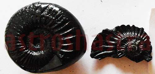 Lakshmi Narayan Shaligram