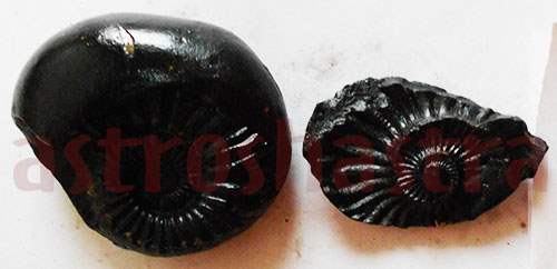 Lakshmi Narayan Shaligram