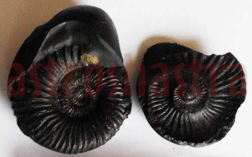 Lakshmi Narayan Shaligram