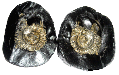 lakshmi narayan shaligram