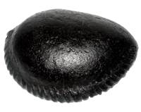 No Image Found