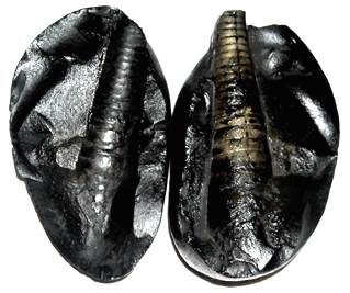 Shivlinga Shaligram (1)