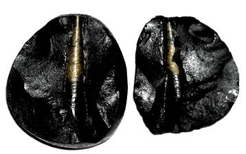 shivling shaligram