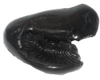 No Image Found