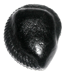 No Image Found