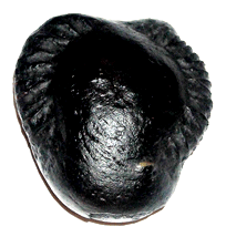 No Image Found