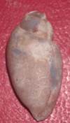 heera shankh