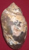 heera shankh