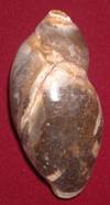 heera shankh
