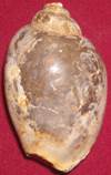 heera shankh