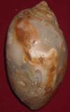 heera shankh