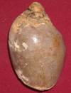Heera shankh 035