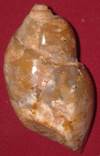 Heera shankh 036