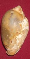 Heera shankh 038