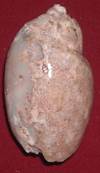 Heera shankh 039