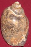 heera shankh